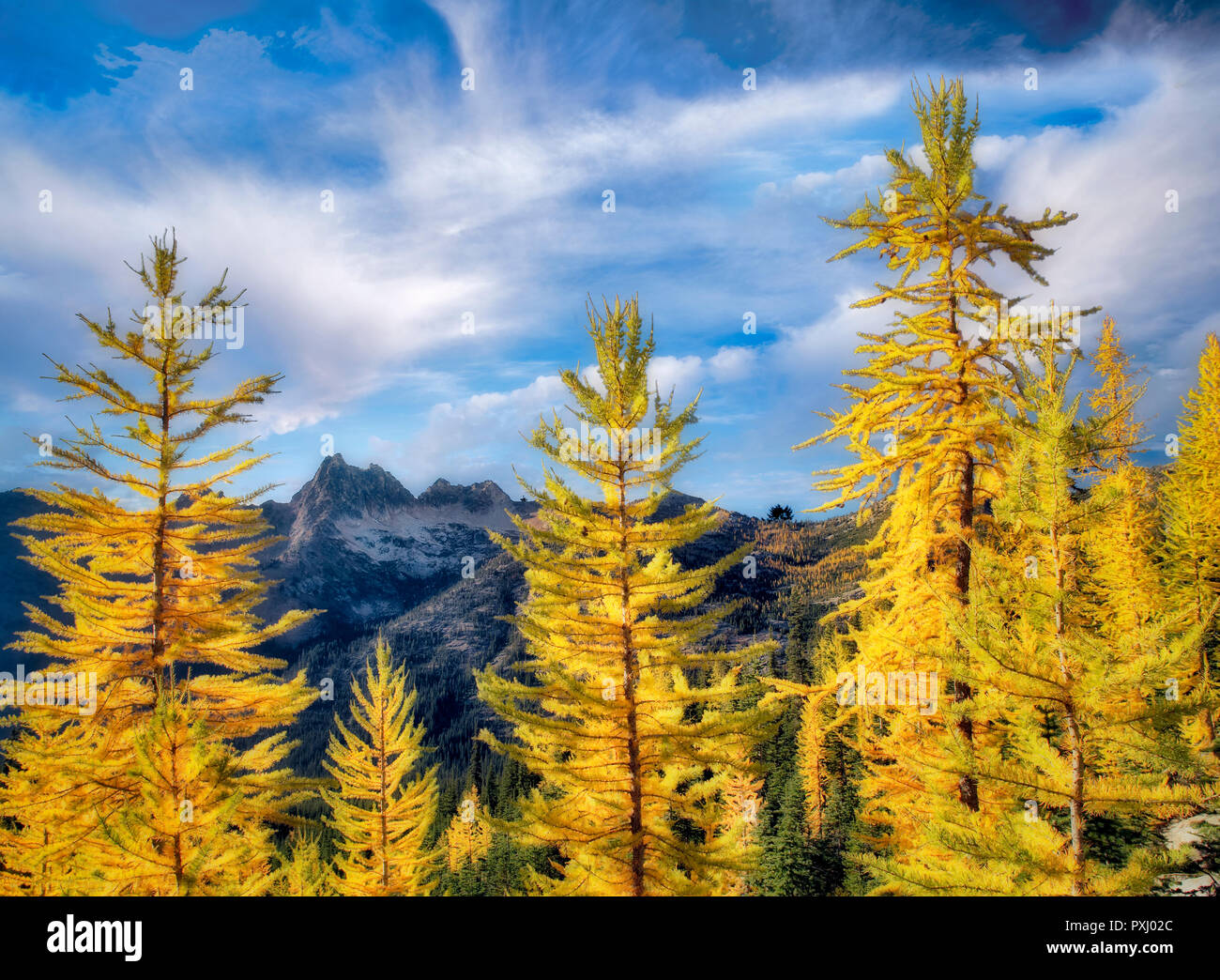 Tamarack or larch in fall color. North Cascades National Park. Washington Stock Photo