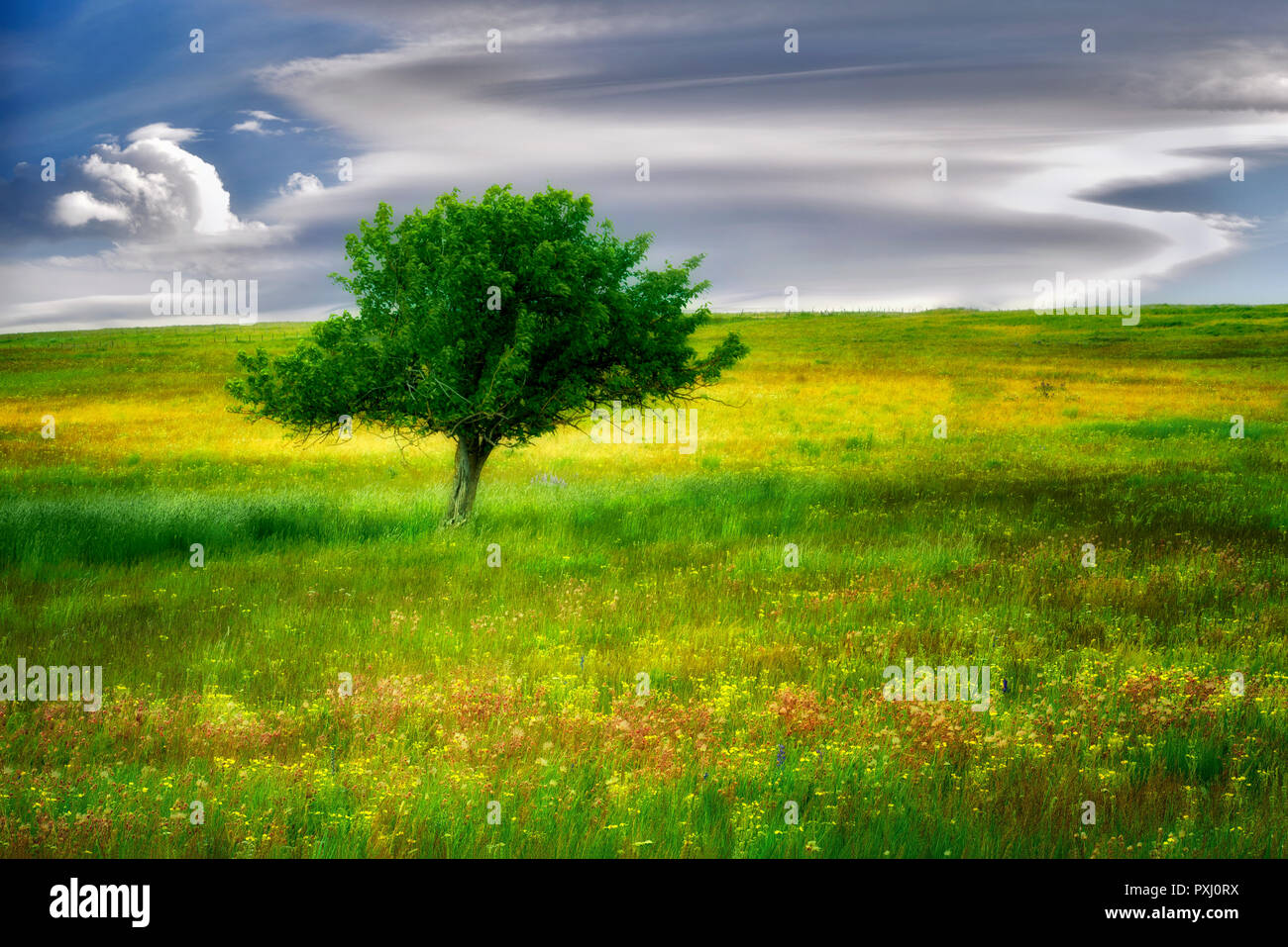 Oregon Prairie Wildflowers zumwalt prairie hi-res stock photography and images - Alamy