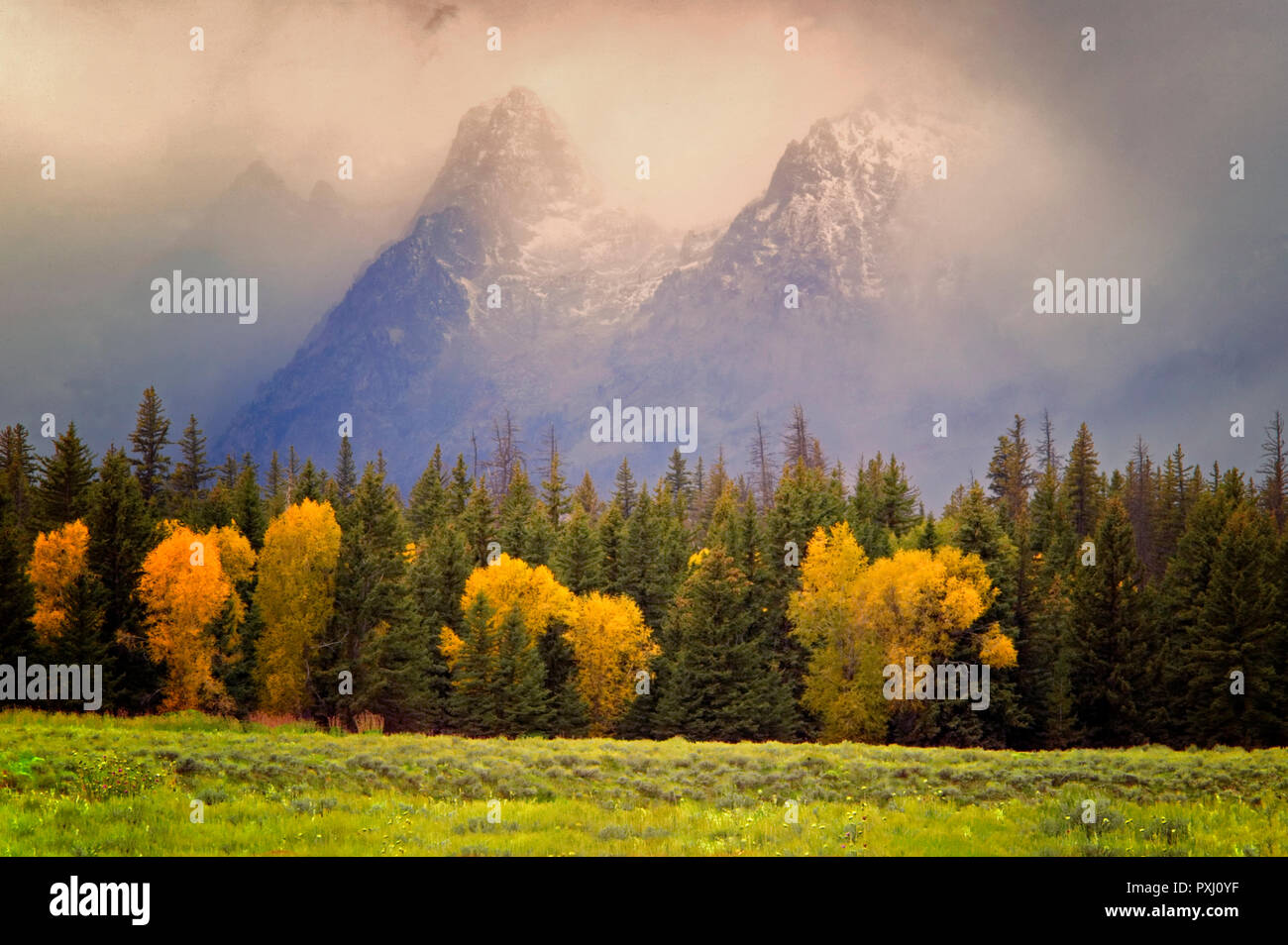 Cottonwood trees in fall color with storm and Teton Mountains. Teton National Park, Wyoming Stock Photo