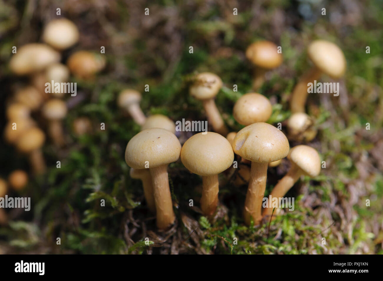 Cluster of sulphur tuft mushrooms growing in the Adirondack forest, New York state, USA. Stock Photo