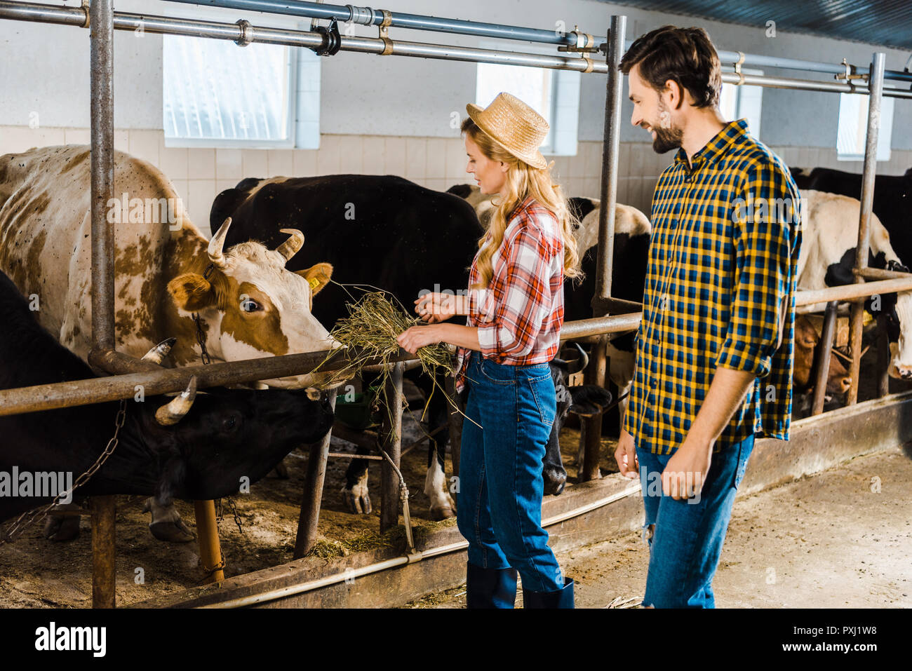 couple of farmers feeding cows with hay in stable Stock Photo Alamy