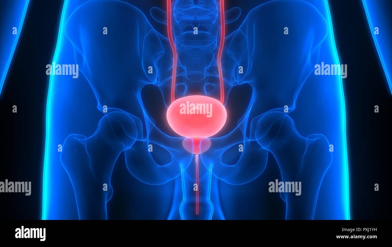 Tumor Of The Bladder Stock Photos & Tumor Of The Bladder Stock Images