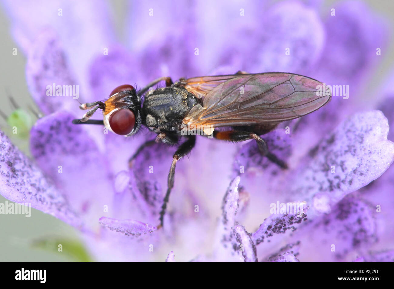 Ferruginous bee-grabber fly, Sicus ferrugineus Stock Photo