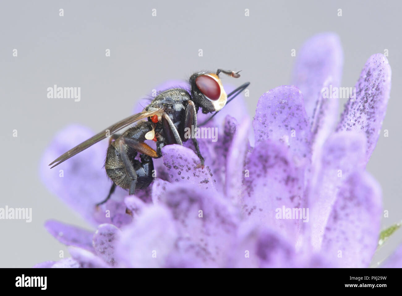 Ferruginous bee-grabber fly, Sicus ferrugineus Stock Photo