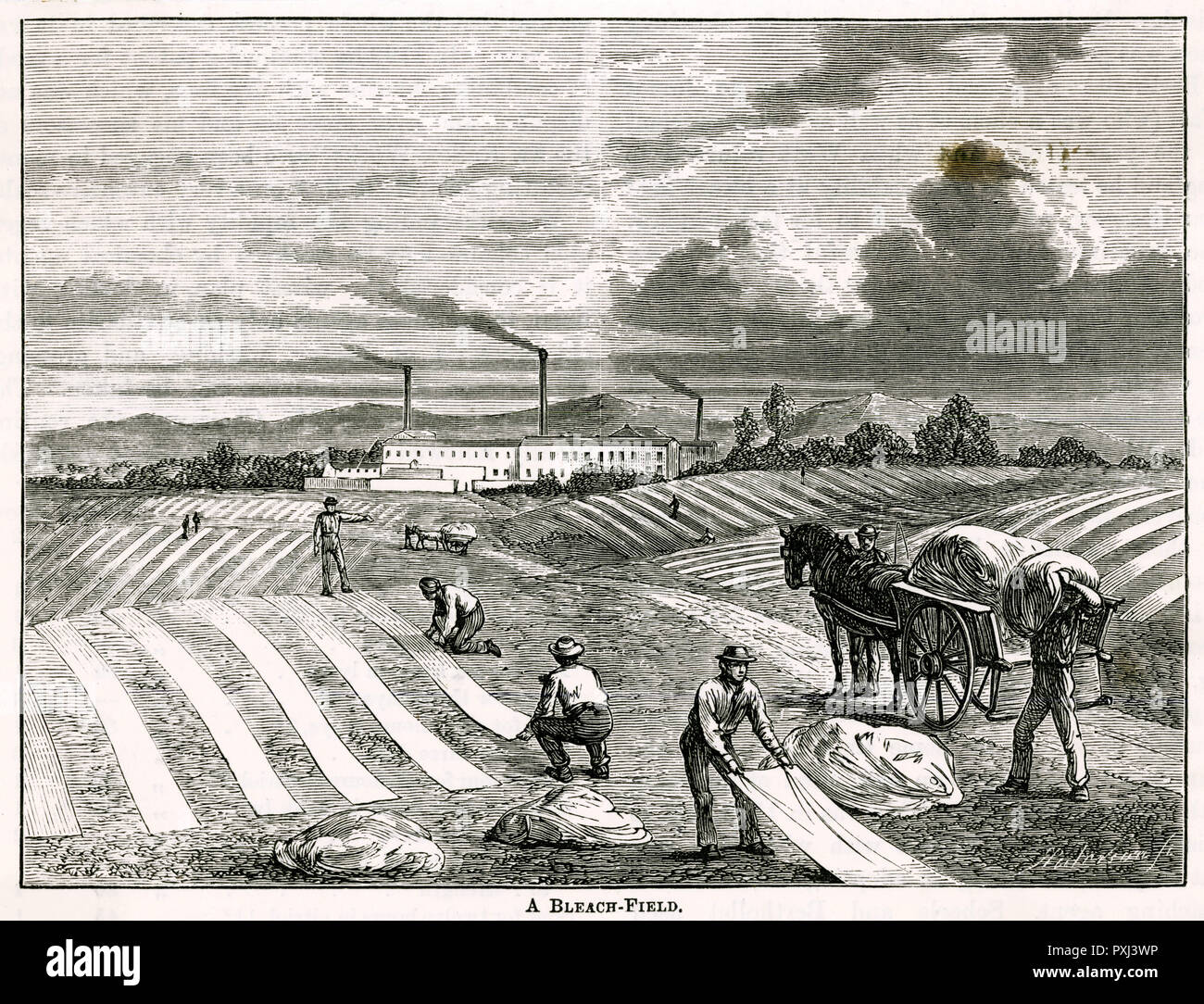 Bleaching Linen Stock Photos & Bleaching Linen Stock Images Alamy