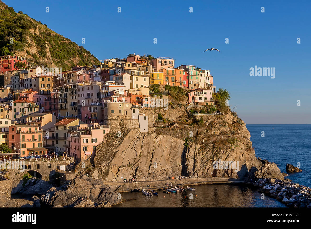 Seagull flies over the village of Manarola just before sunset, Cinque terre, Liguria, Italy Stock Photo