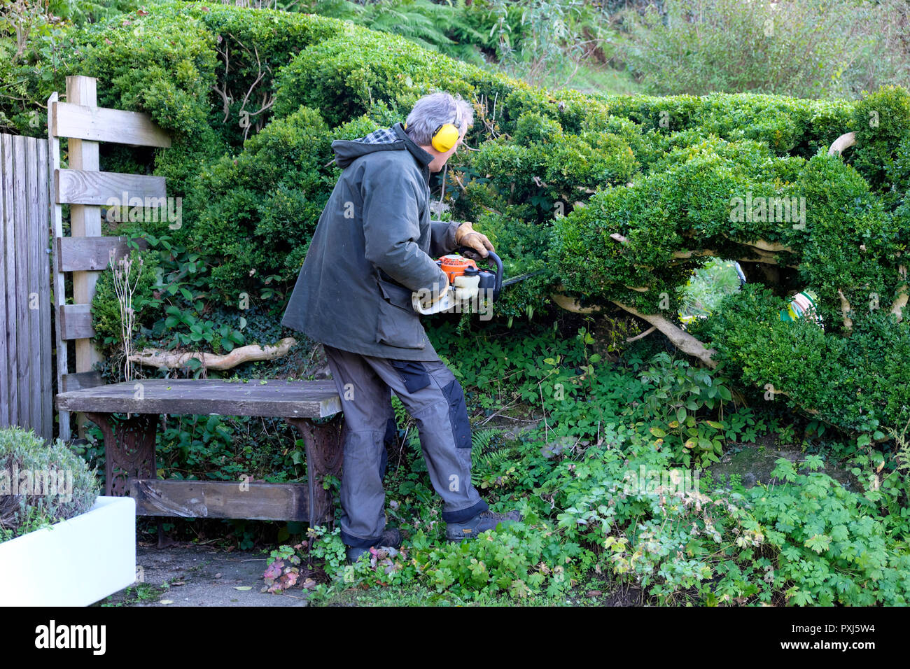 Man wearing ear protectors trimming hedge with hedge trimmer in autumn garden in Carmarthenshire Wales UK  KATHY DEWITT Stock Photo