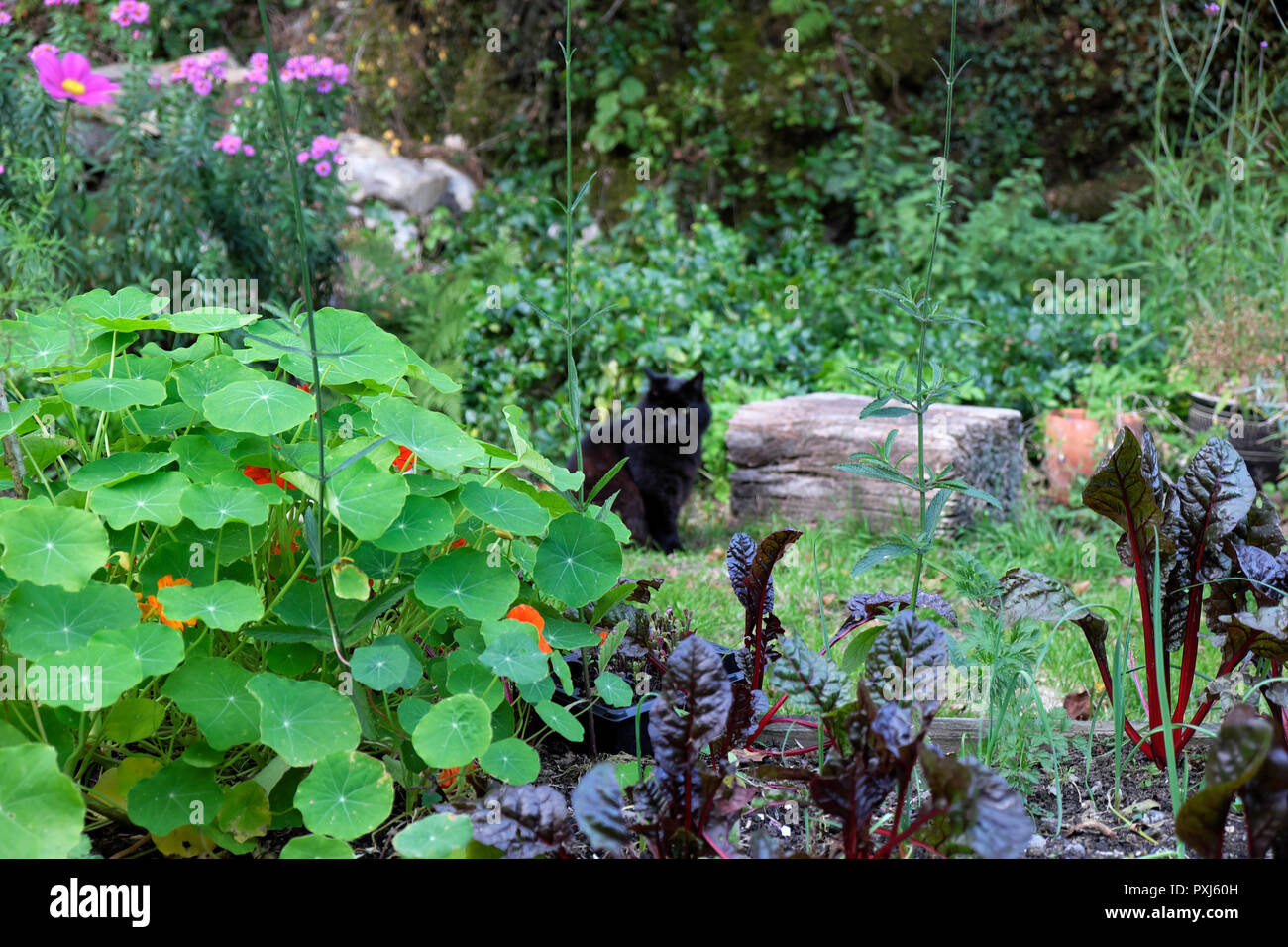 Black cat sitting in a garden with ruby swiss chard, michaelmas daisies