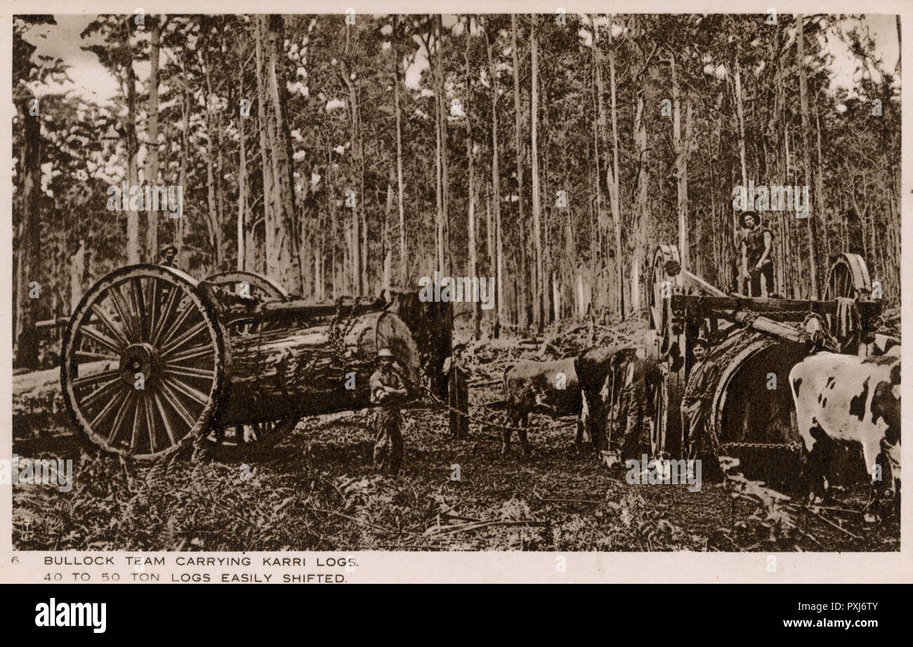 Australia - Bullock teams carrying huge Karri logs Stock Photo