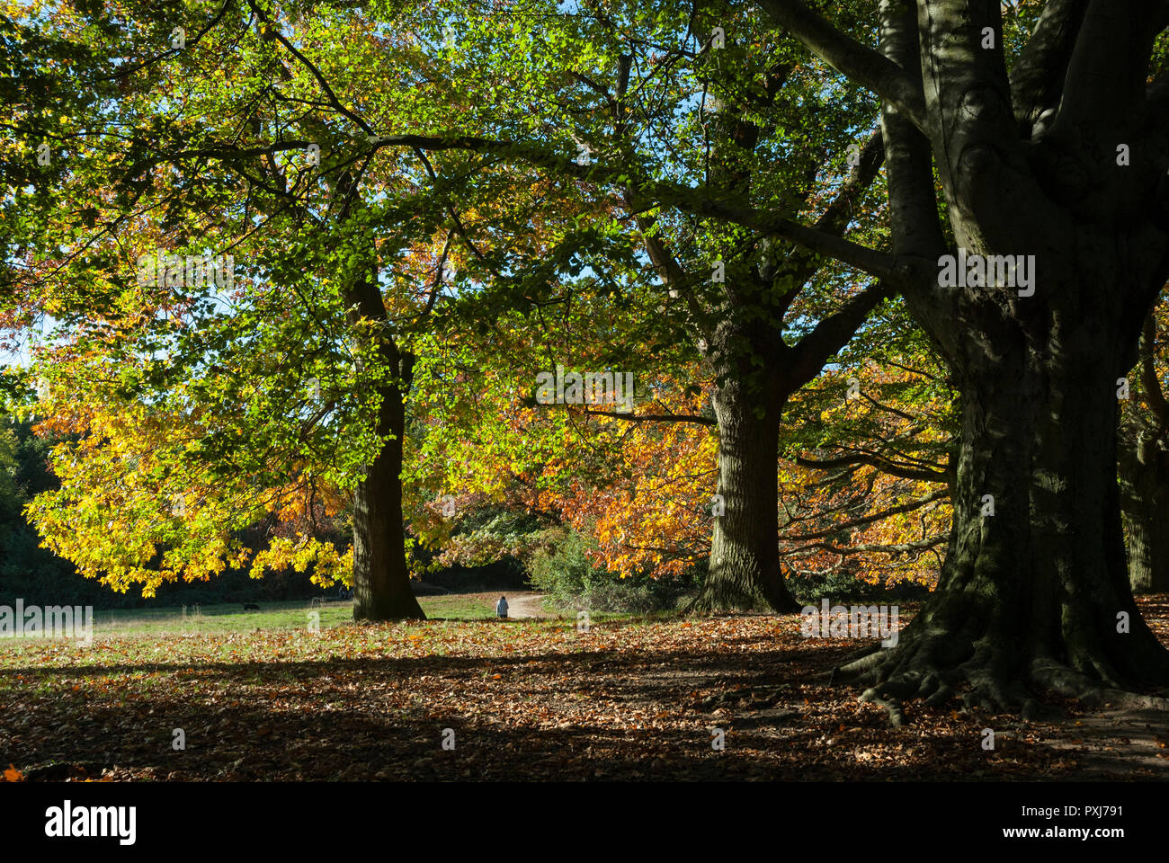 Warm autumnal colours of Autumn as leaves turn golden. Afternoon sunshine on the iconic parkland of Hampstead Heath, London Stock Photo