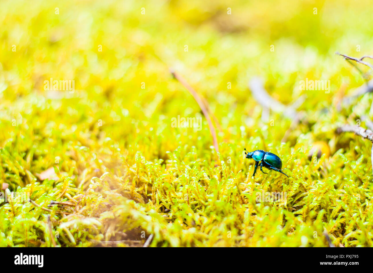 Vibrant shiny Geotrupidae earth-boring dung beetle walking on moss. Geotrupidae is a family of beetles in the order Coleoptera. They are commonly call Stock Photo
