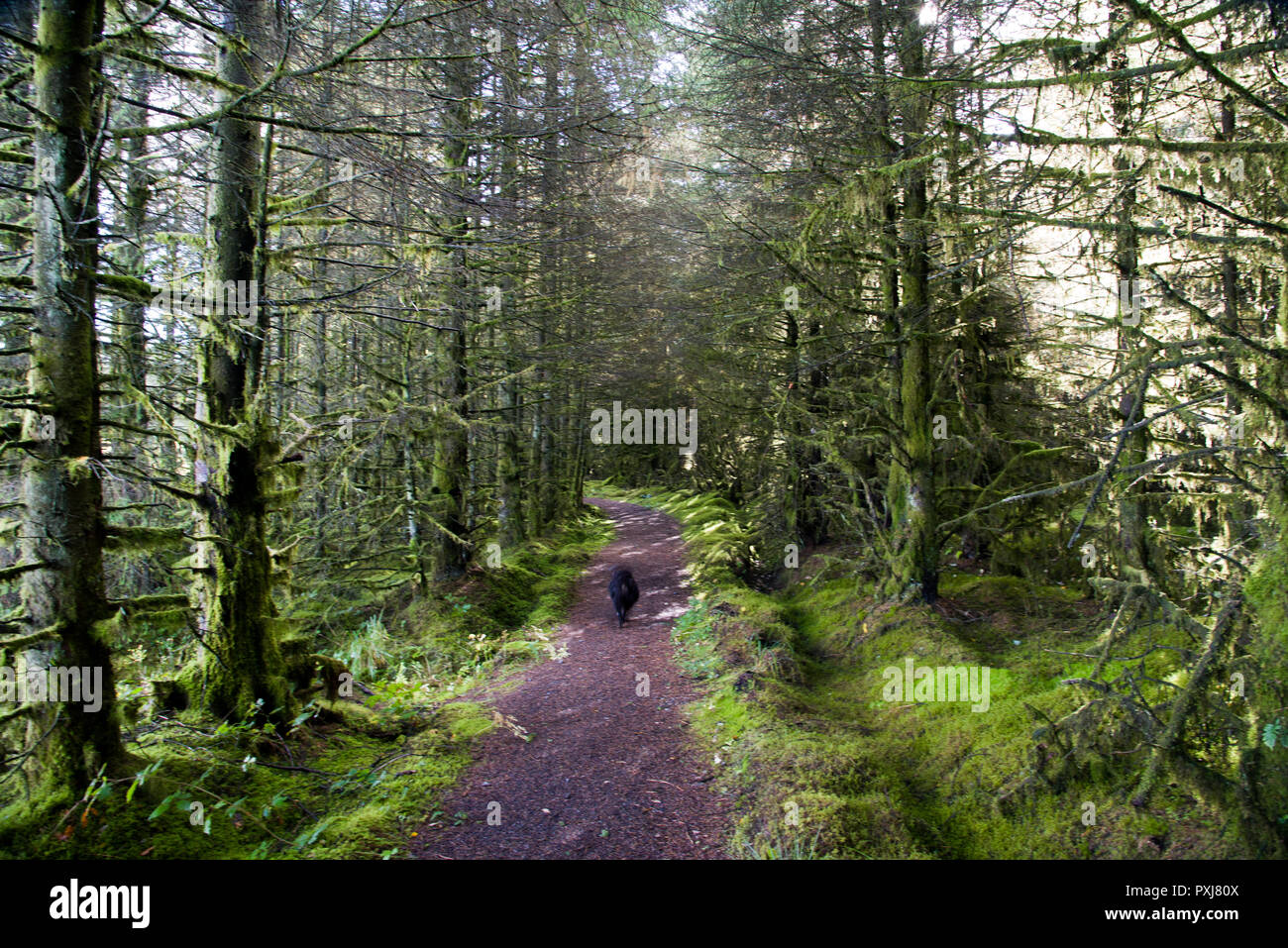 Lough Navar Forest in Co. Fermanagh, Northern Ireland Stock Photo
