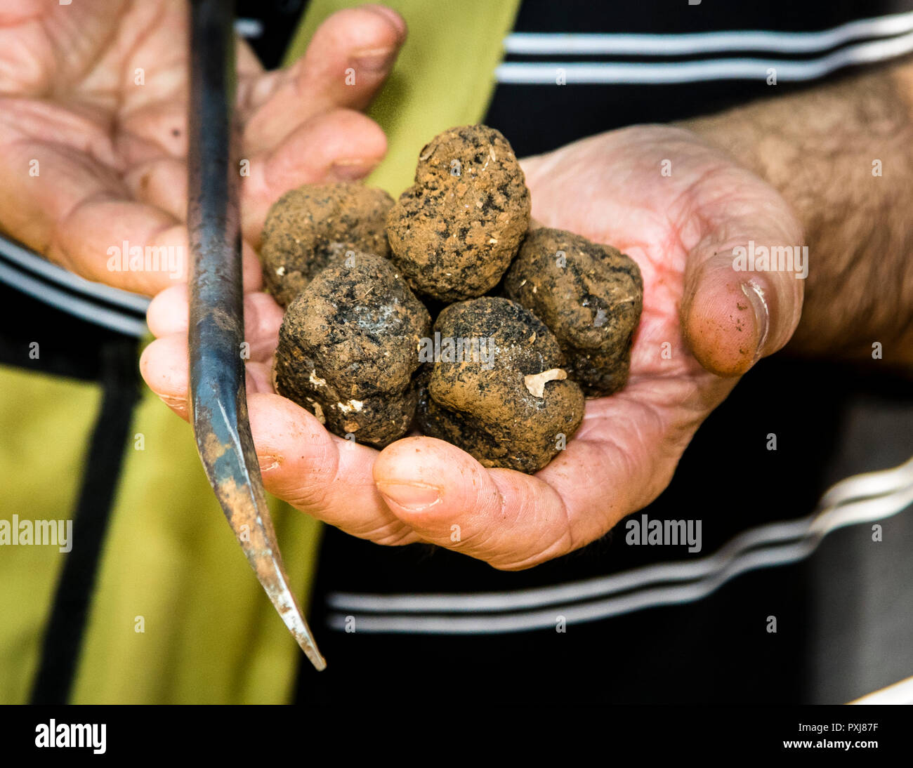 There are 200 species of truffles in the world. One of them: Tuber uncinatum, the Burgundy truffle. Thierry Bezieux had a special tool made. It is shaped like a dog's paw. The truffle expert prefers to dig the last few centimeters himself - because his dogs also appreciate the truffle as a small snack in between meals in Burgundy, France Stock Photo
