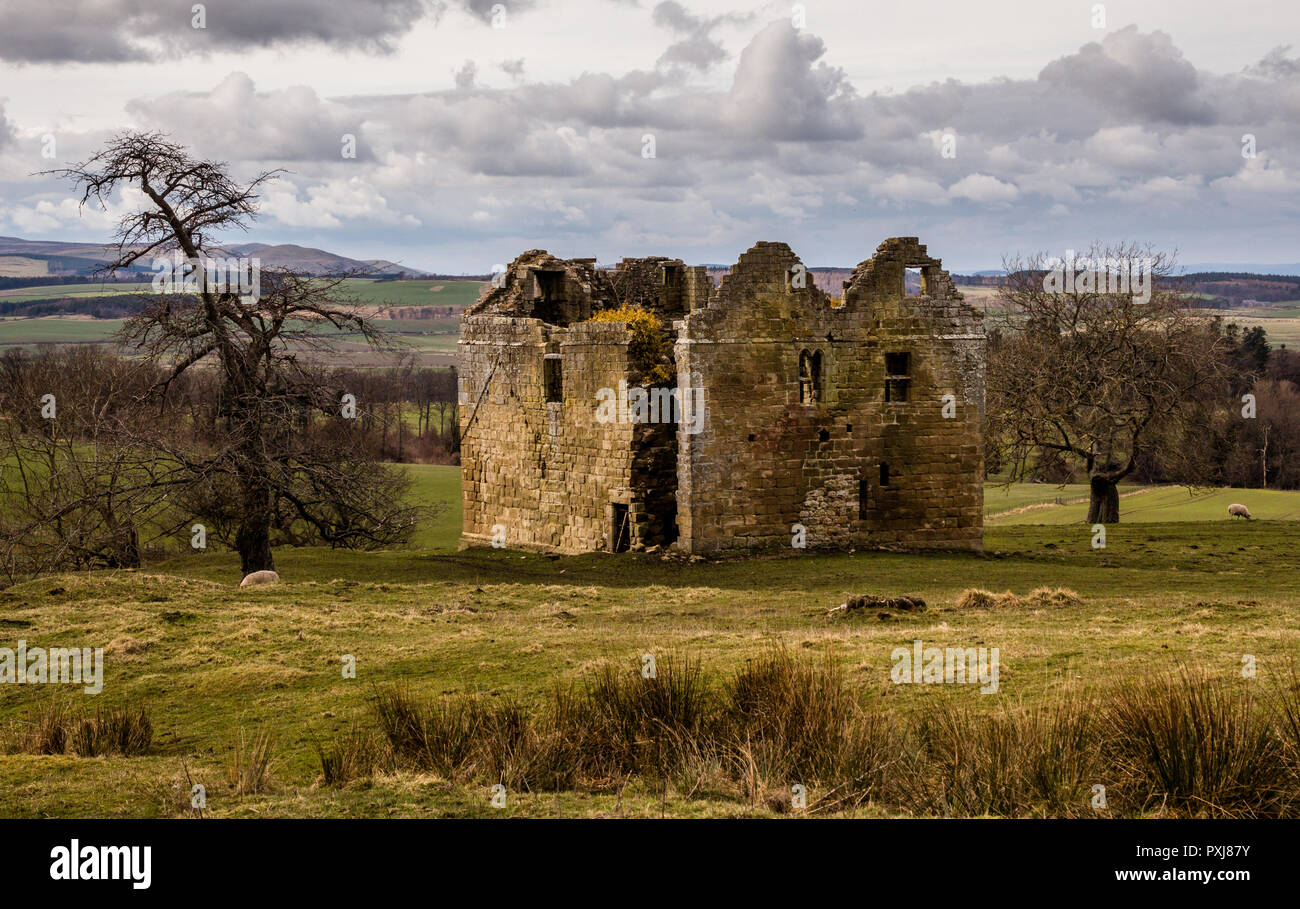 The ruined Medieval Hepburn Tower House in Chillingham Park Northumberland Stock Photo