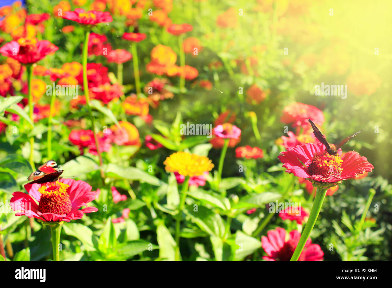 Butterflies peacock eye collecting nectar on zinnia. Butterfly on flower. Summer butterfly. Sunny summer. Hot summer. Sunny rays falling on flower bed Stock Photo