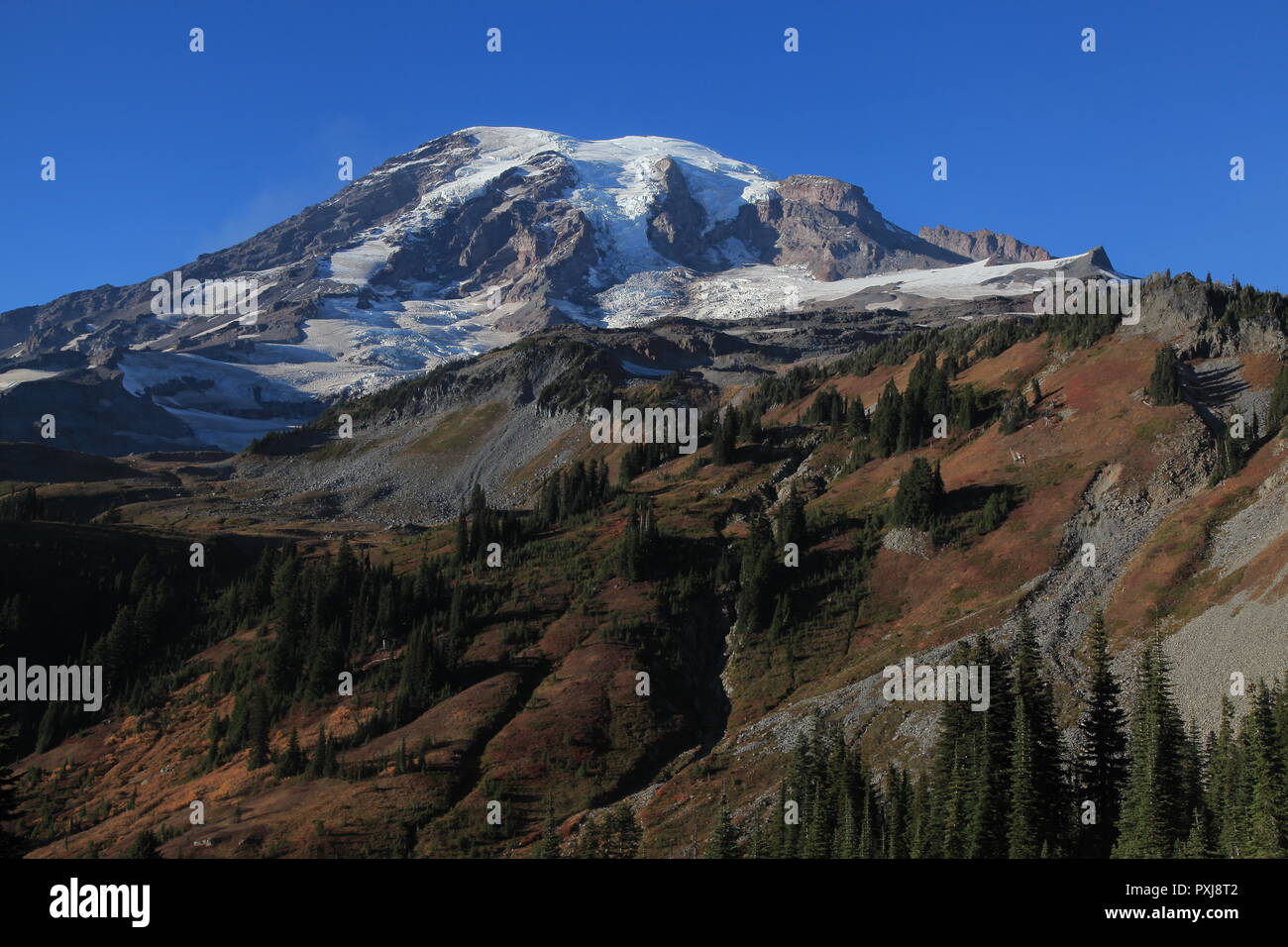 Paradise at Mt Rainier Stock Photo Alamy