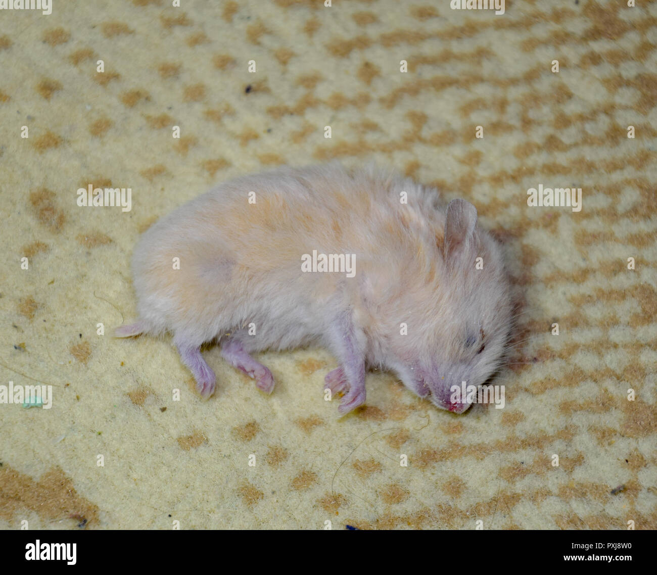 Rigor Mortis High Resolution Stock Photography and Images - Alamy