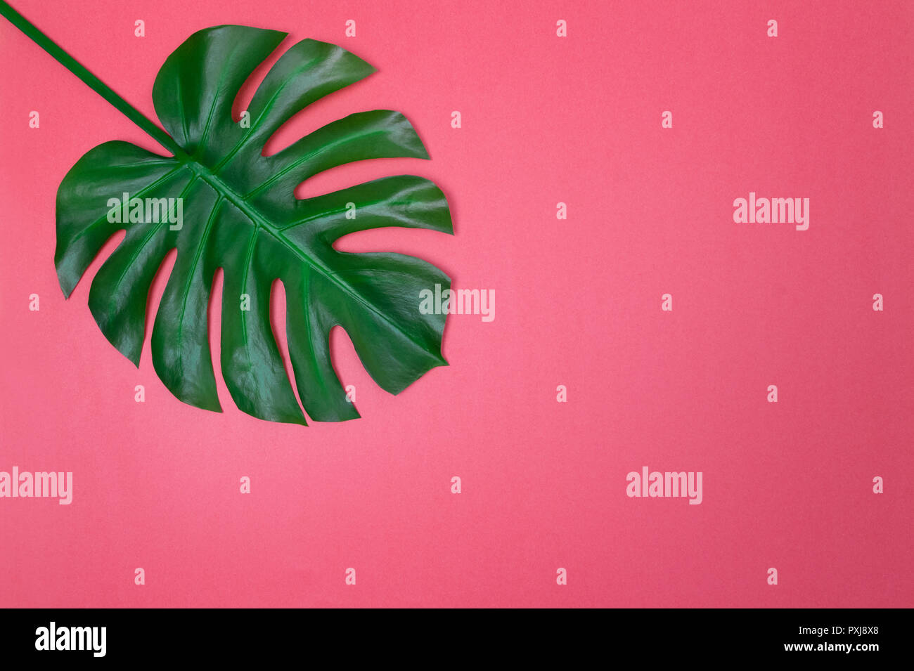 Dark green Monstera palm leaf on vibrant pink background, with copy
