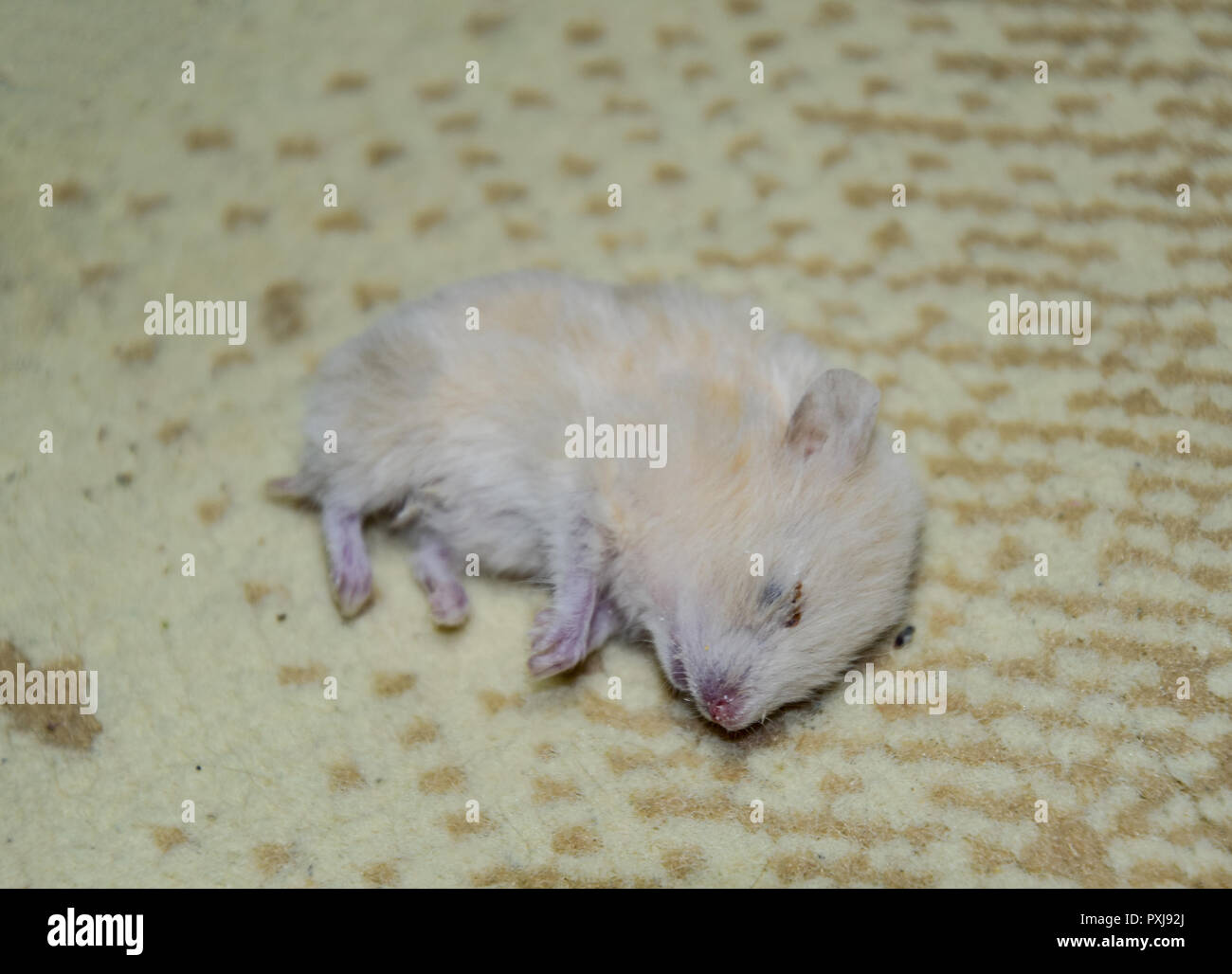 Dead hamster lying on the carpet. The dead home rodent hamster Stock