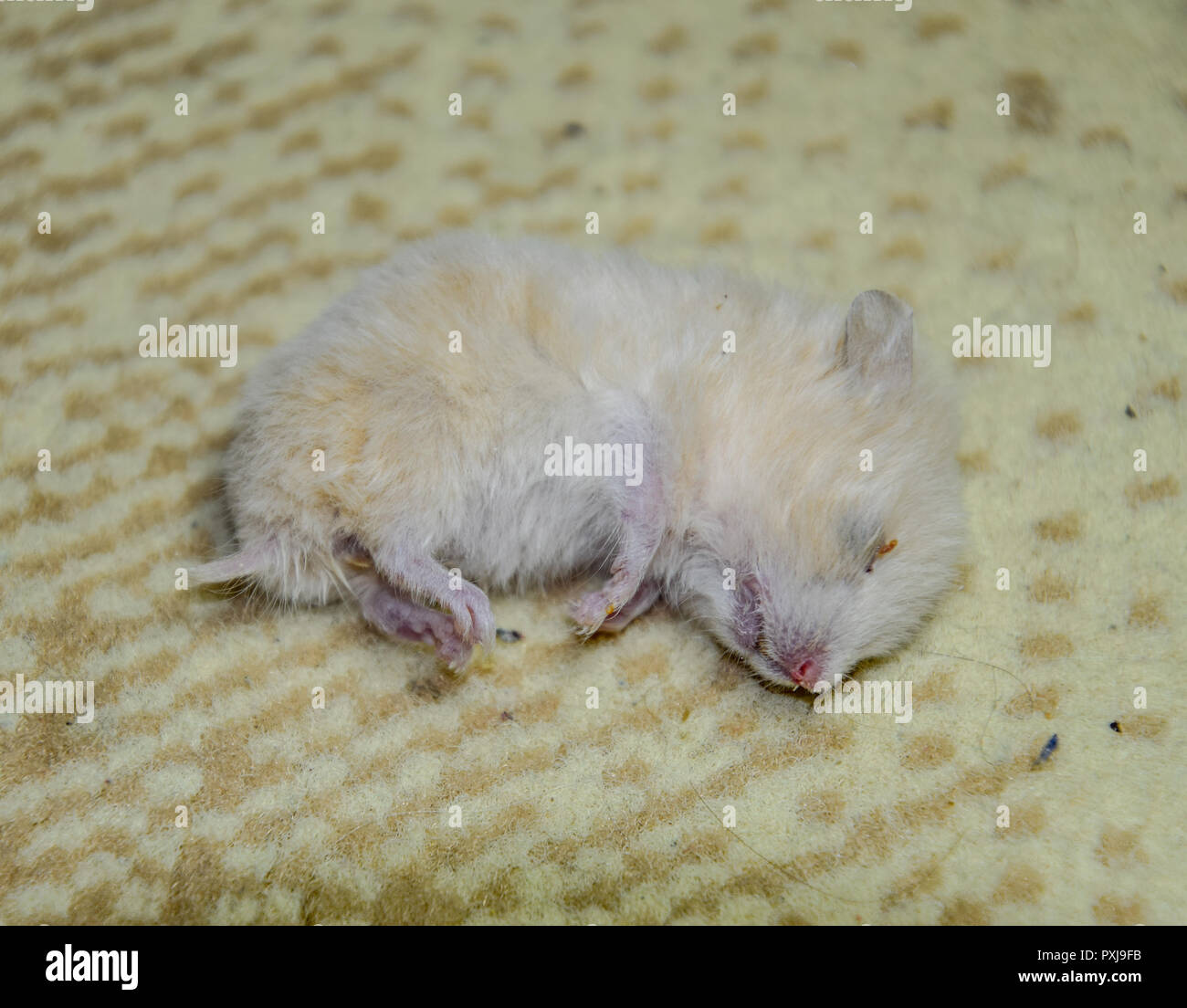 Rigor Mortis Stock Photos & Rigor Mortis Stock Images Alamy