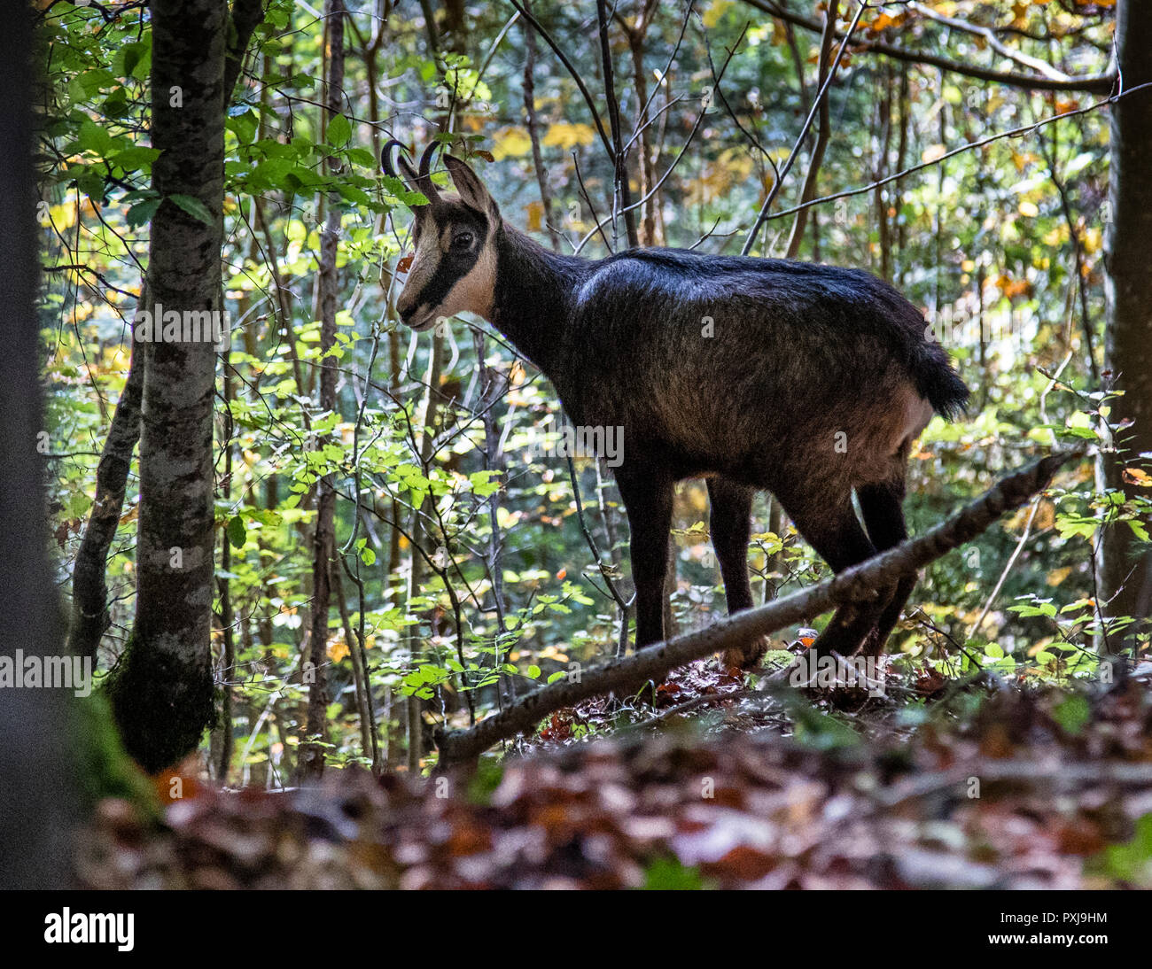 Capricorn in Forest of Absinthe region Stock Photo