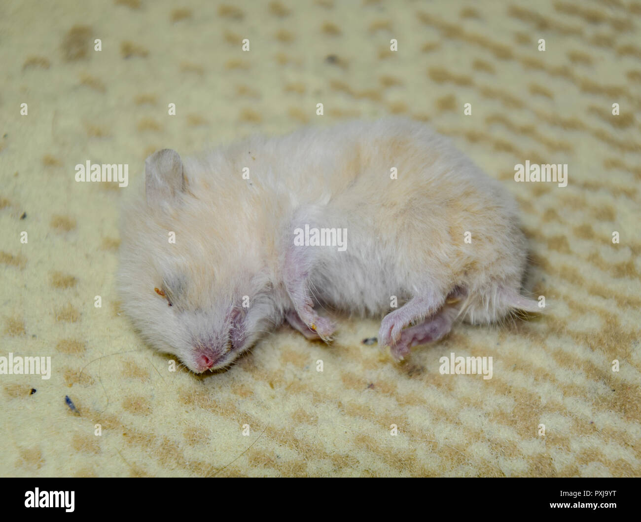 Dead hamster lying on the carpet. The dead home rodent hamster. Stock Photo