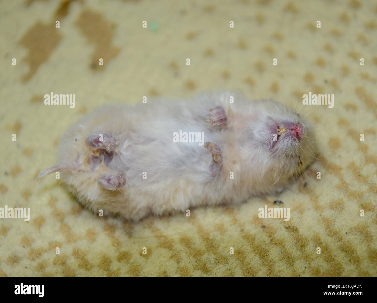 Dead hamster lying on the carpet. The dead home rodent hamster Stock