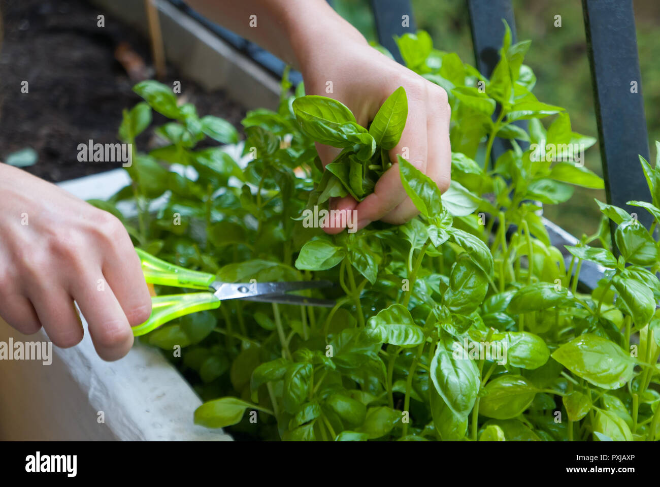 Home gardening, cutting herbs with paper scissors Stock Photo Alamy