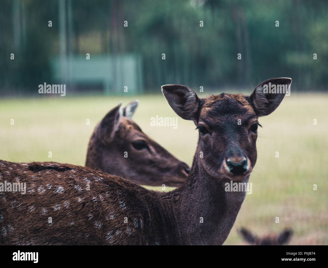 young female fallow deer standing on a meadow in Germany, looking into the camera Stock Photo