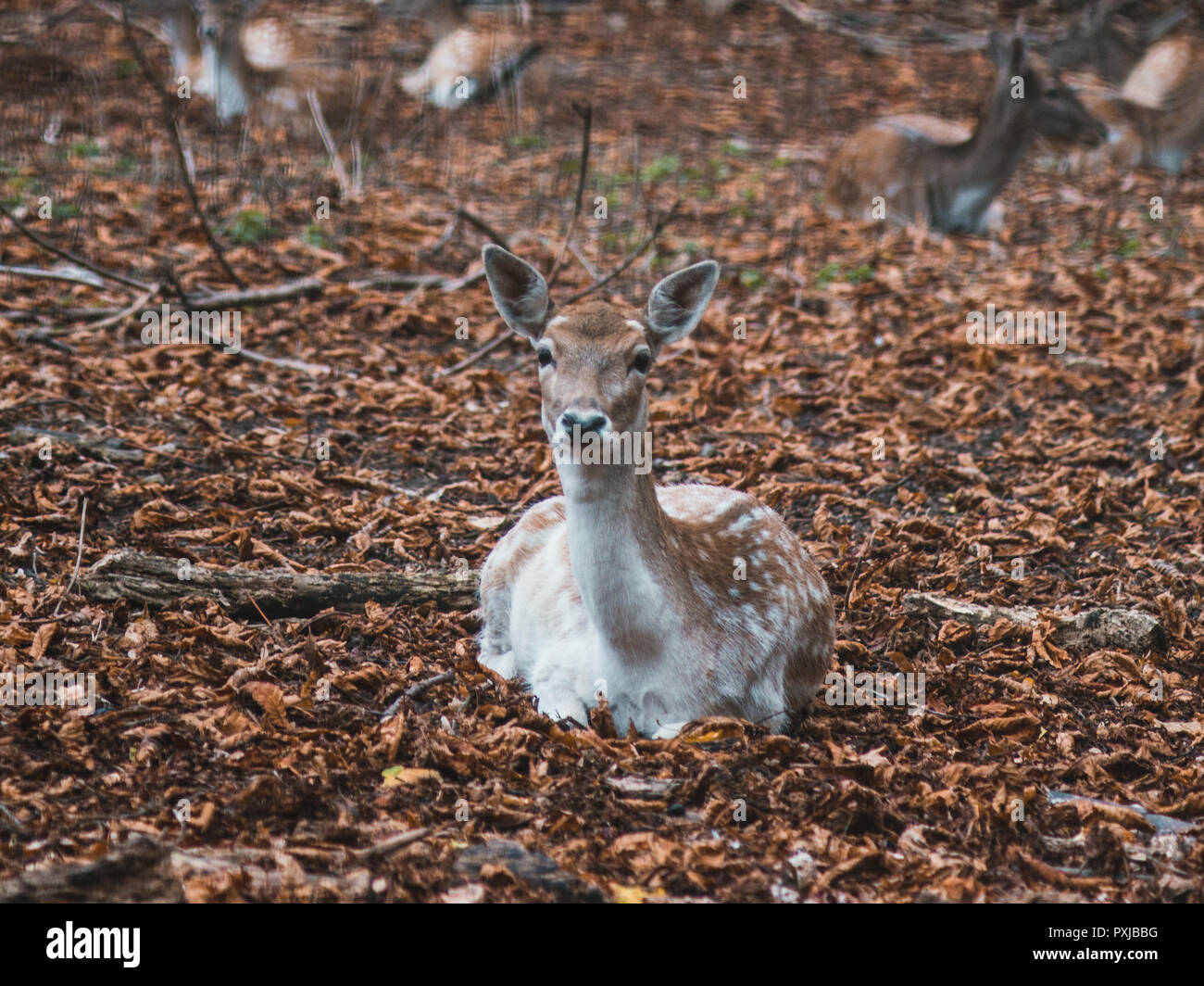 young female fallow deer lying on the floor, looking at camera - with autumn leaves on the ground Stock Photo