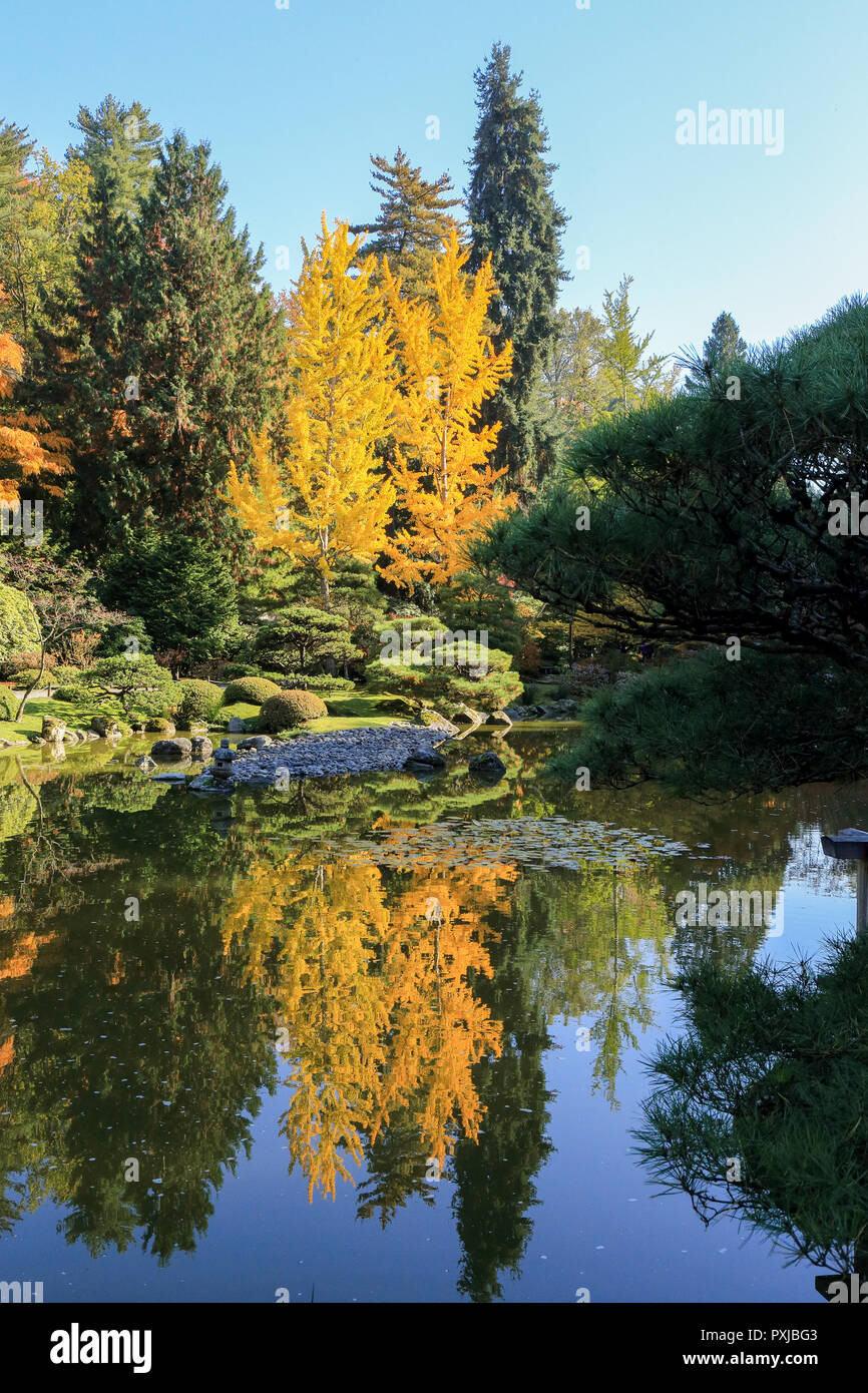 Japanese maples hi-res stock photography and images - Alamy