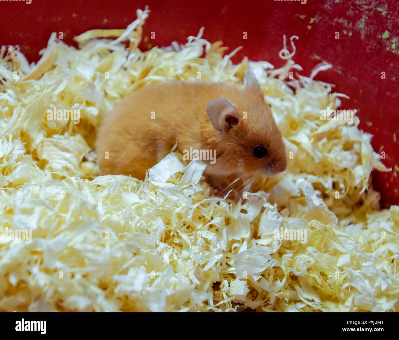 Hamster home in keeping in captivity. Hamster in sawdust. Red hamster
