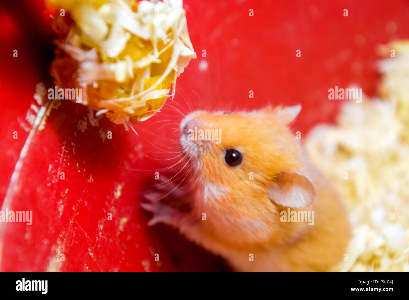 Hamster home in keeping in captivity. Hamster in sawdust. Red hamster