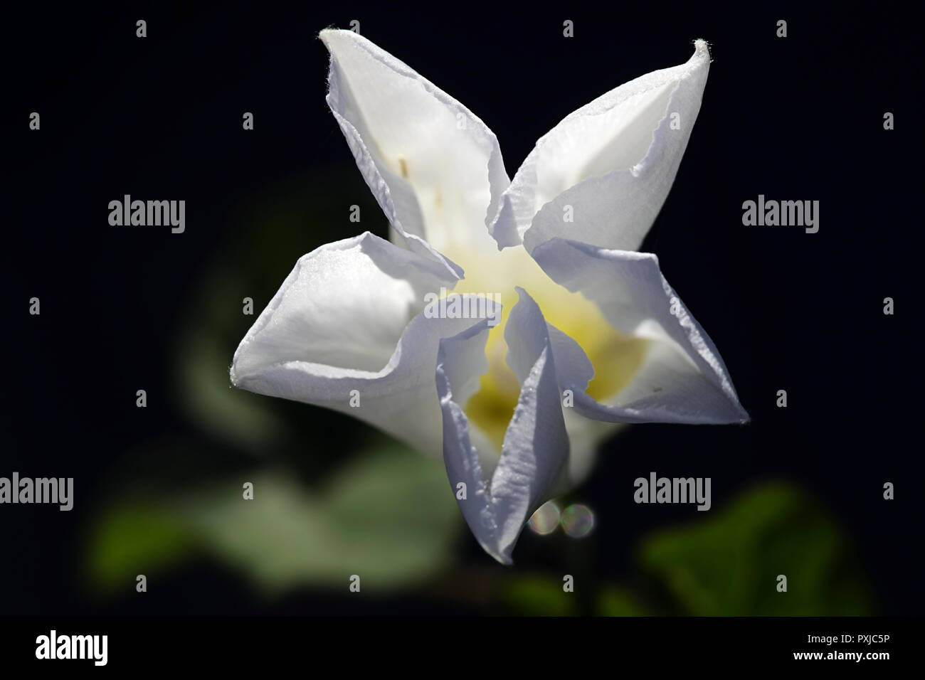 Larger hedge bindweed, Calystegia sepium, known also as Rutland beauty, bugle vine, heavenly trumpets, bellbind and  granny-pop-out-of-bed. Stock Photo