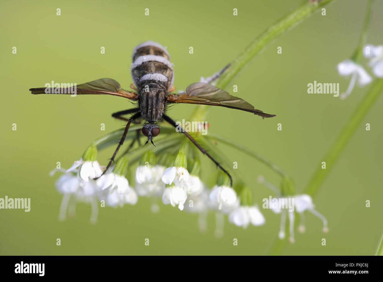 Parasitic fungus, Entomophthora muscae. turns fly into a zombie Stock