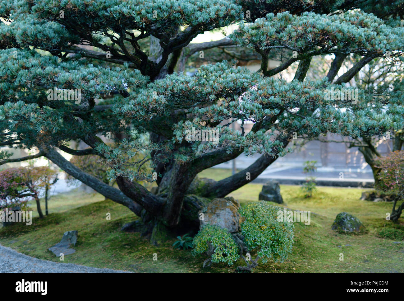 Japanese white pine tree, Pinus parviflora at Ginkaku-ji temple garden in Kyoto, Japan Stock Photo