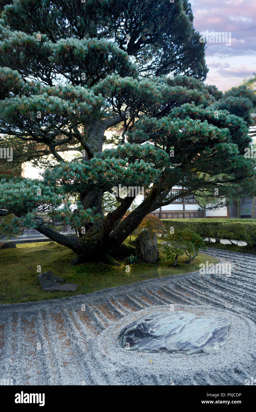 License available at MaximImages.com Japanese white pine tree, Pinus parviflora at a Zen Garden of Ginkaku-ji temple in Kyoto, Japan 2017 Stock Photo