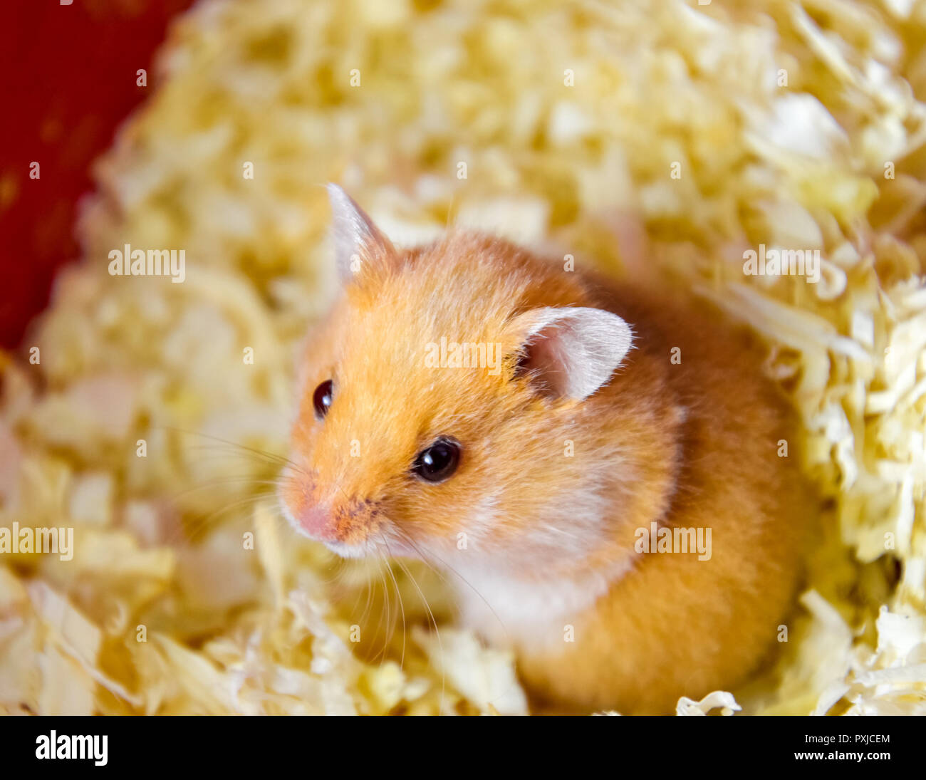 hamster sawdust
