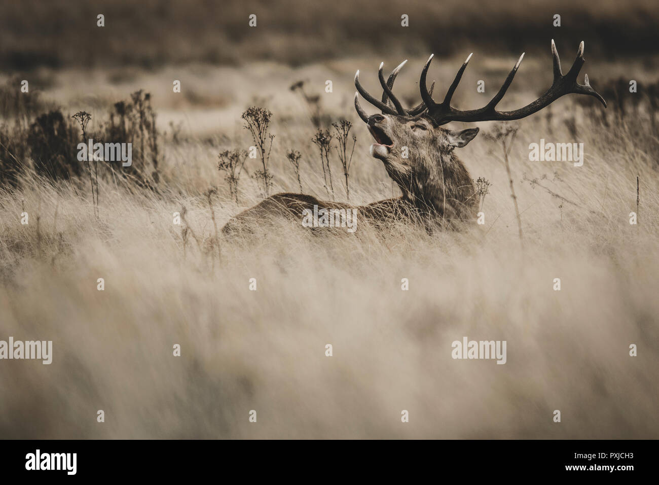 Red Deer (Cervus elaphus) stag bellowing during the rut Stock Photo