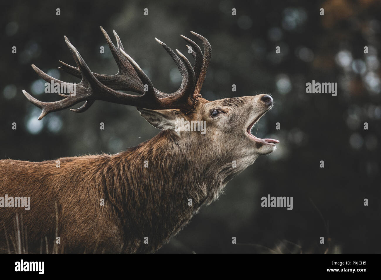 Red Deer (Cervus elaphus) stag bellowing during the rut Stock Photo