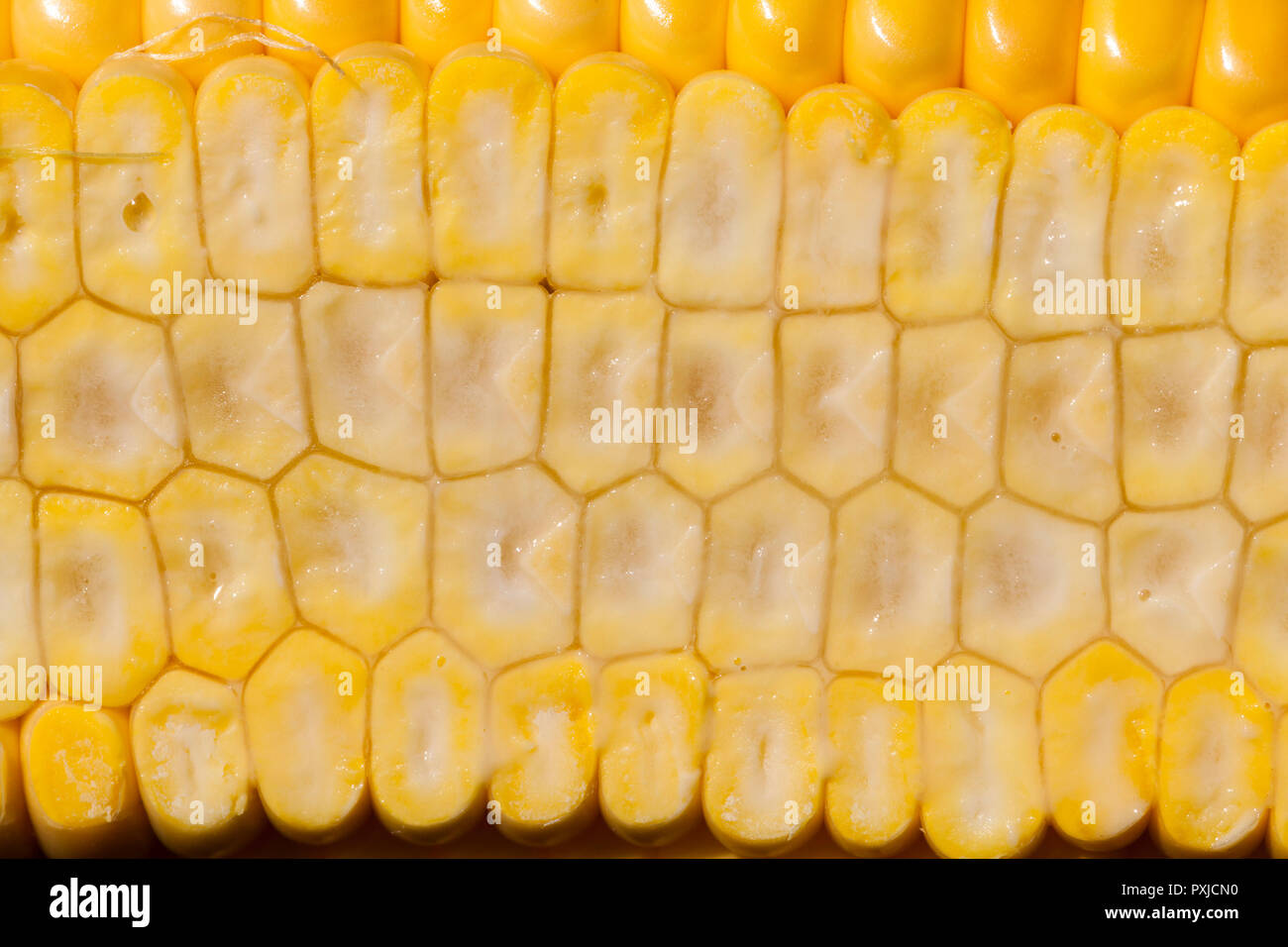 Internal Structure Of The Cob Of Corn Cut Into Half Stock Photo Alamy