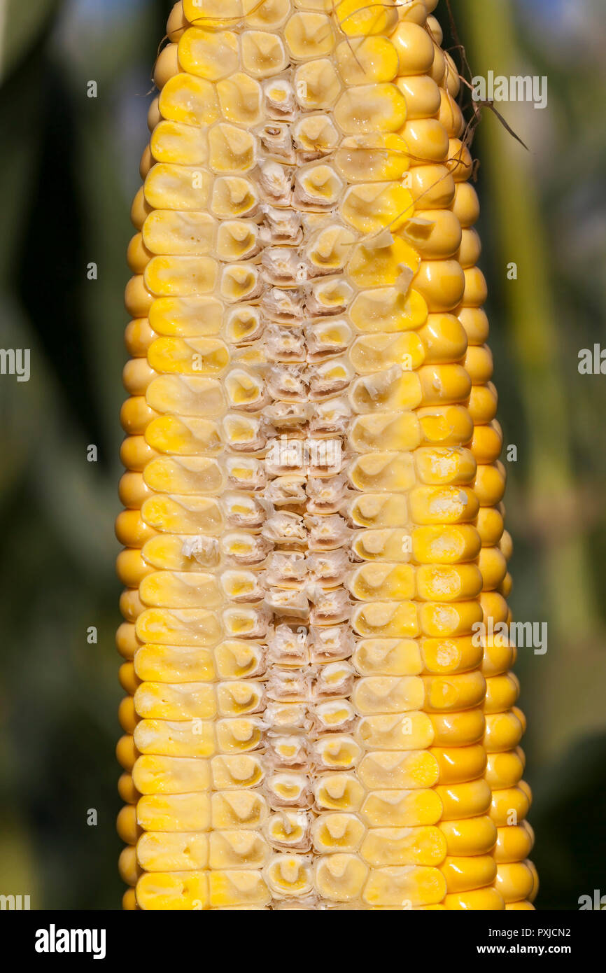 internal structure of the cob of corn, cut into half Stock Photo Alamy