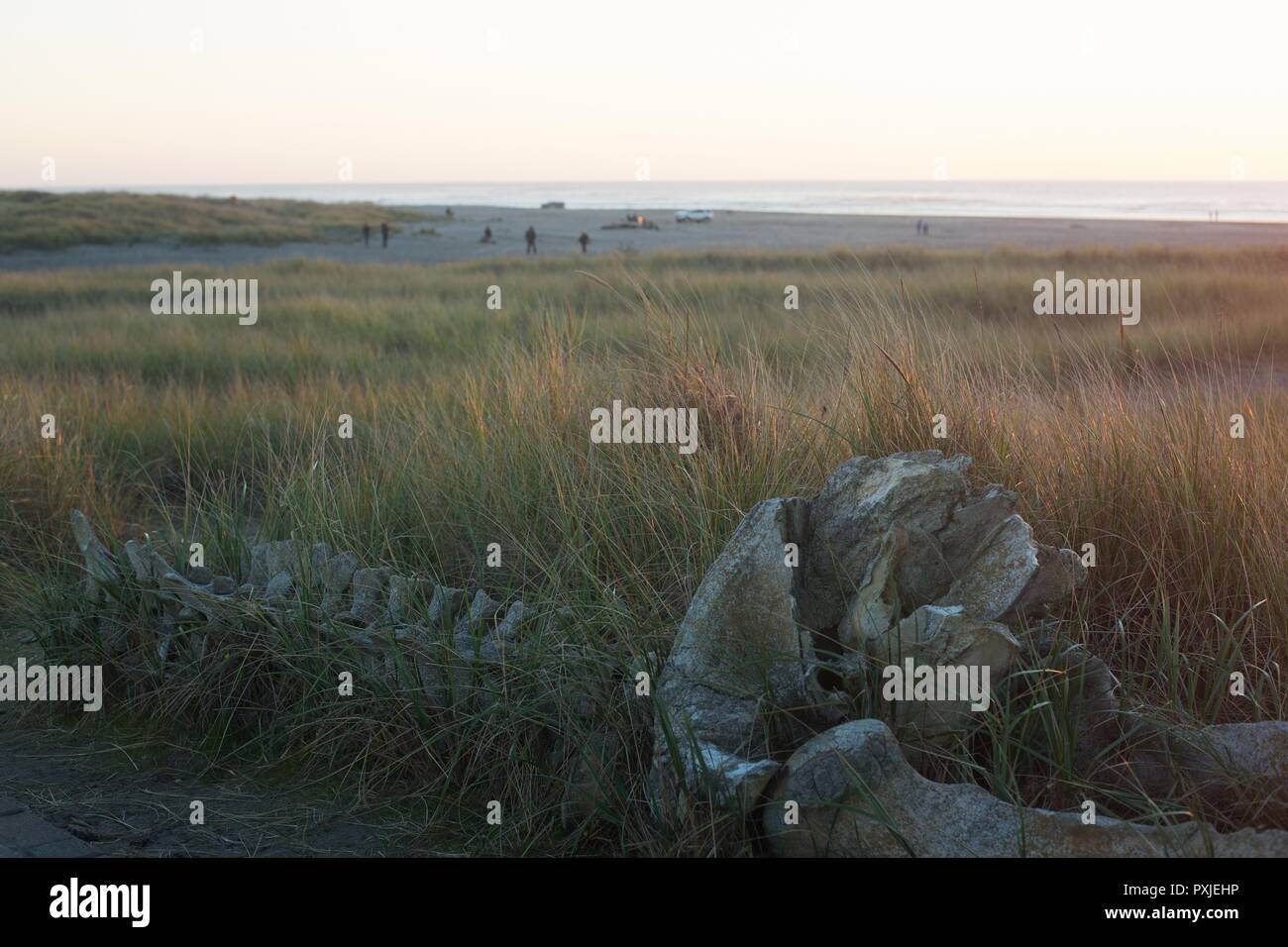 Real whale bones washed up and displayed on the Discovery Trail at Long Beach, Washington, USA. Stock Photo