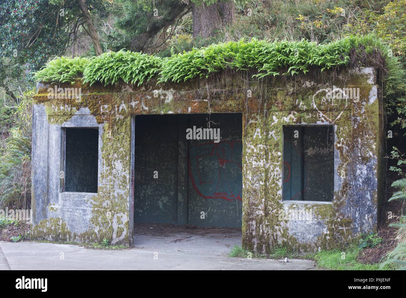 An old military bunker covered with moss and ferns at Cape