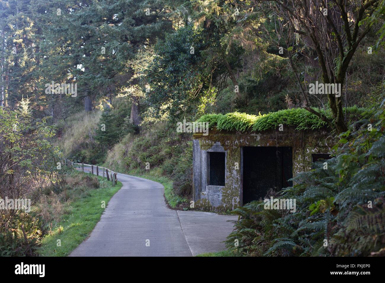An old military bunker covered with moss and ferns at Cape