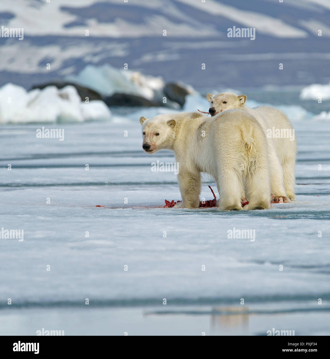 Polar bears (Ursus maritimus), young animals feeding on the carcass of a captured seal on ice floe, Svalbard, Norwegian Arctic Stock Photo