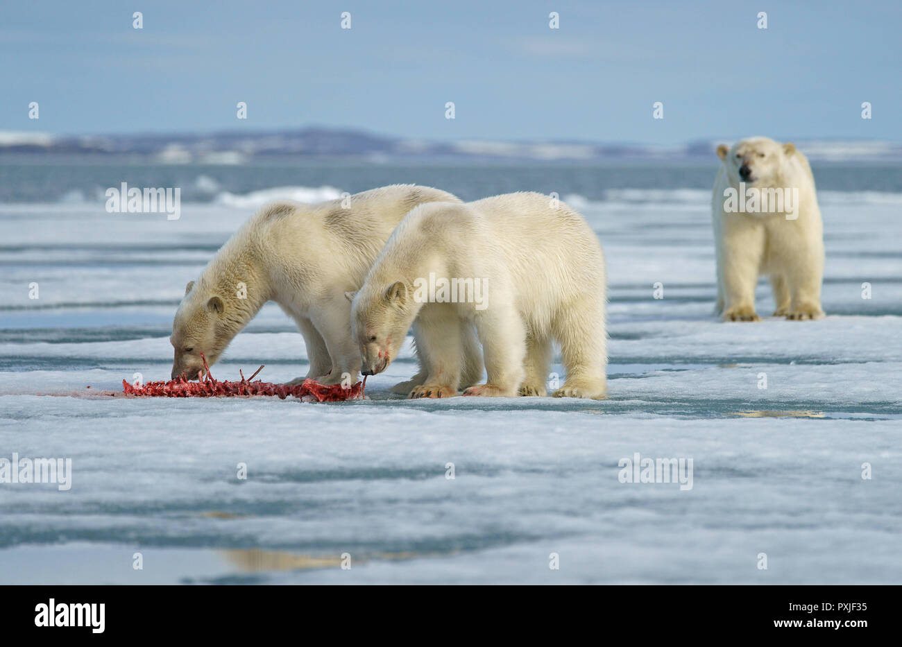 Polar bears (Ursus maritimus), young animals feeding on the carcass of a captured seal in the snow, mother animal in the back Stock Photo