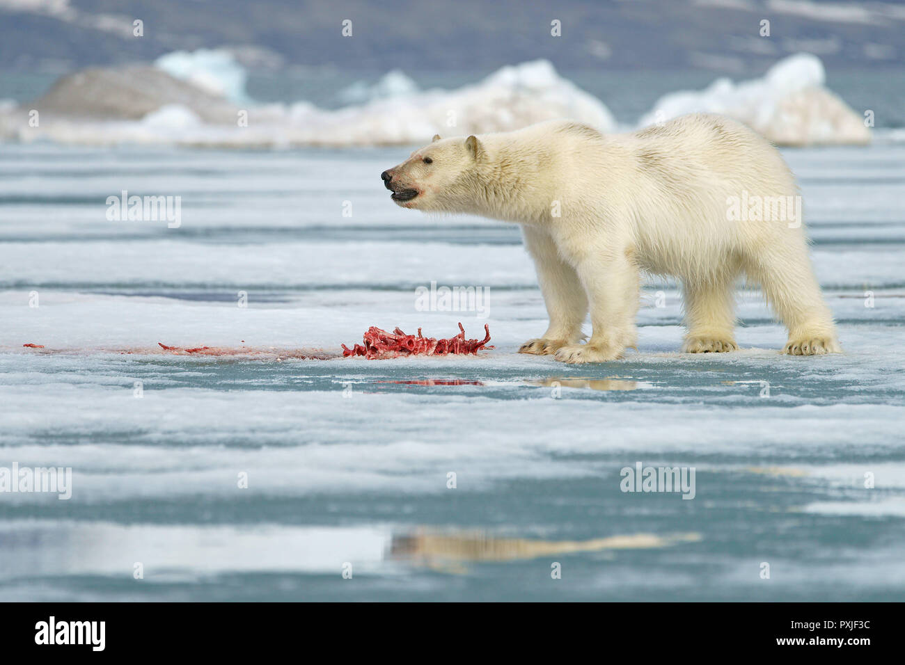 Polar bear (Ursus maritimus), young animal feeding on the carcass of a captured seal on ice floe, Svalbard, Norwegian Arctic Stock Photo