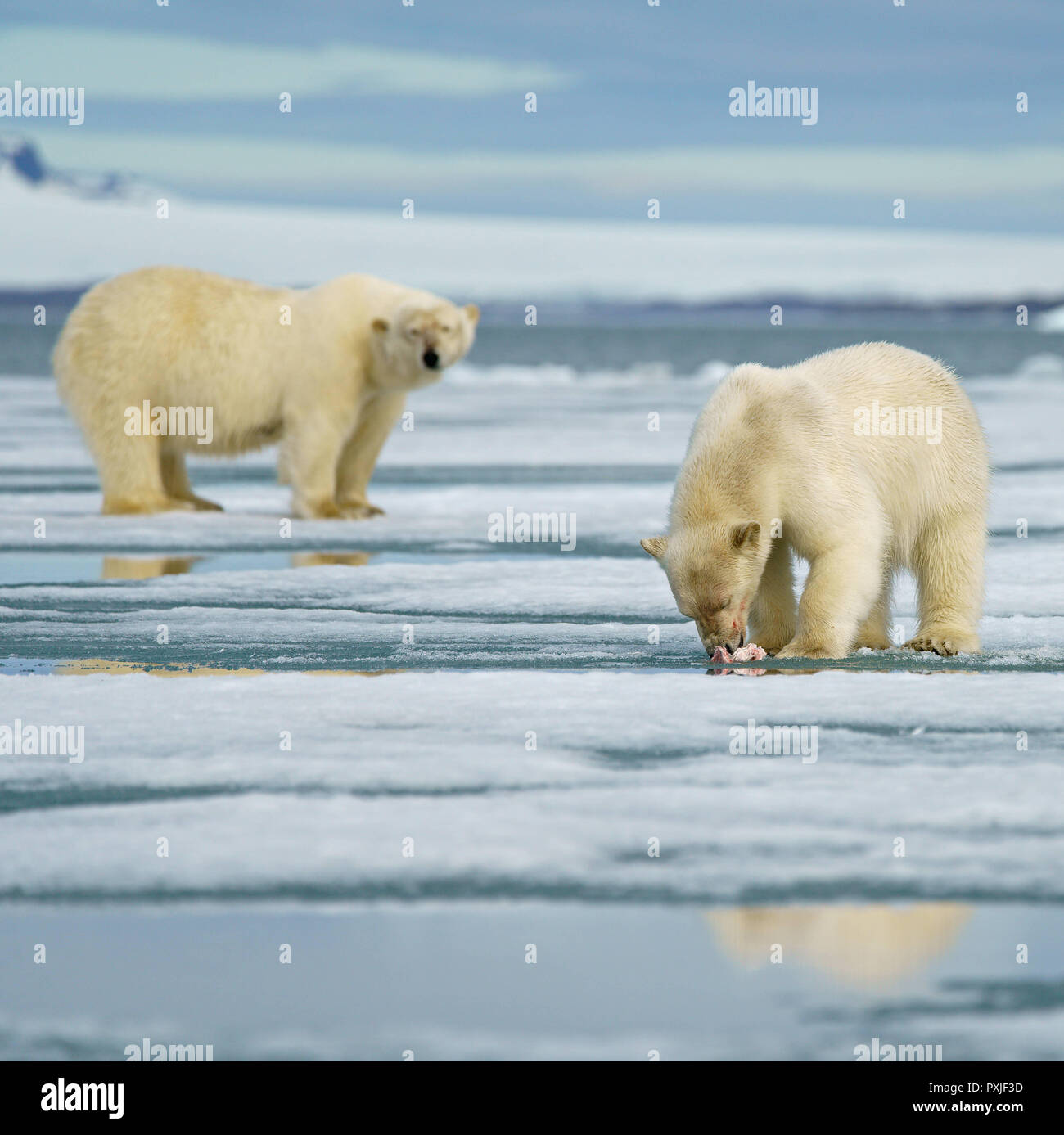 Polar bear (Ursus maritimus), young animal feeding the carcass of a captured seal on ice floe, mother in the background Stock Photo