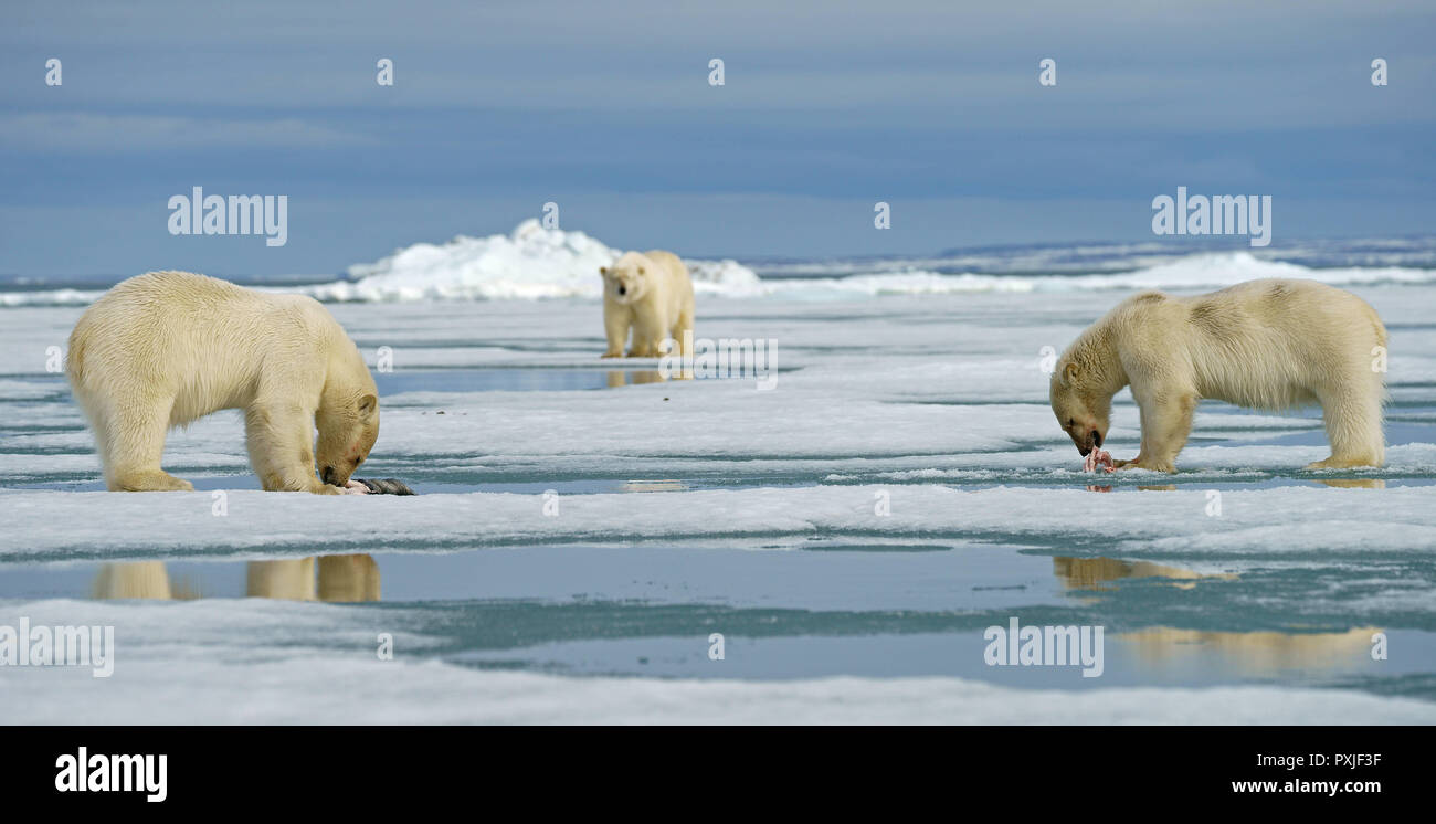 Polar bears (Ursus maritimus), young animals feeding on the carcass of a captured seal in the snow, mother animal in the back Stock Photo
